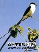 ��β�����l