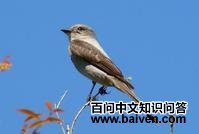 剪尾灰霸鹟 剪尾灰霸鹟的图片