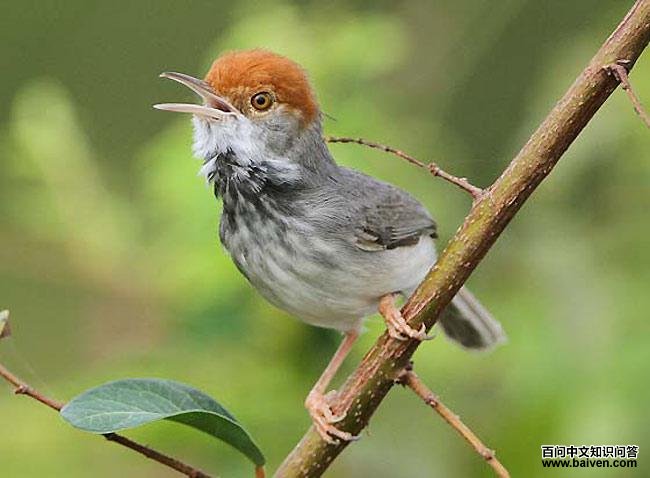 ����կ��Ҷݺ��ͼƬ