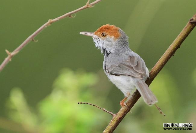 ����կ��Ҷݺ