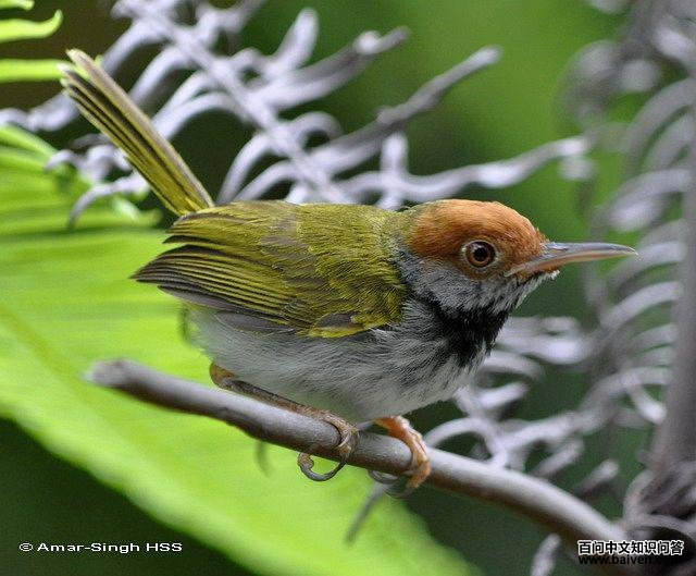 �ں���Ҷݺ������