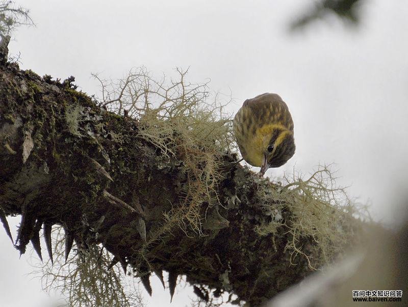 ��������ȸ��ͼƬ