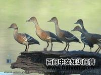 ������Ѽ