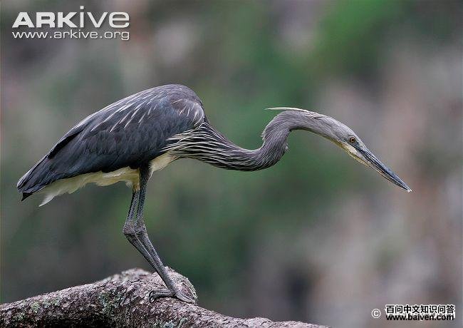 �׸��ص�ͼƬ