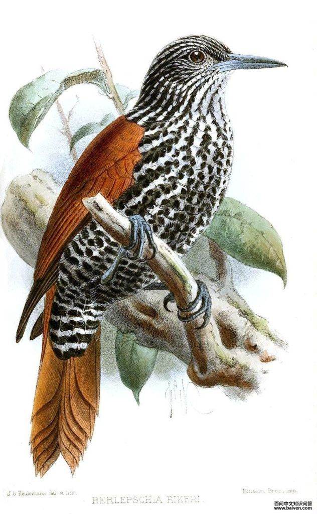 ��β���ȸ��ͼƬ