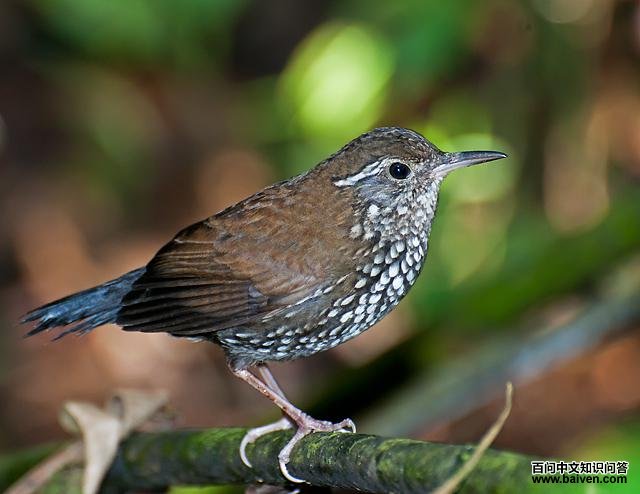 ��βϪȸ��ͼƬ