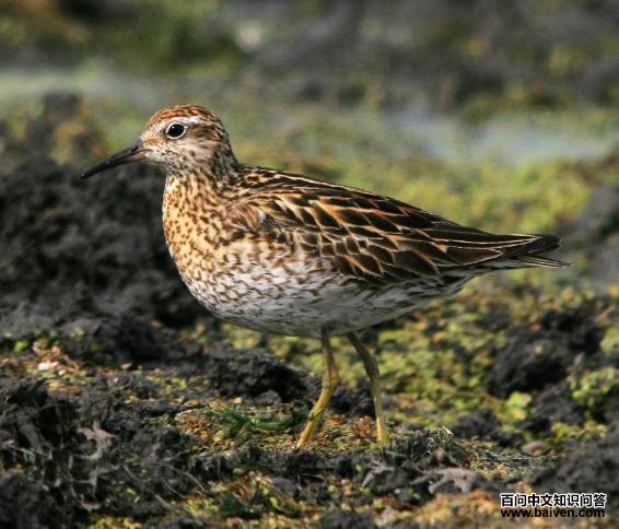 ��β����