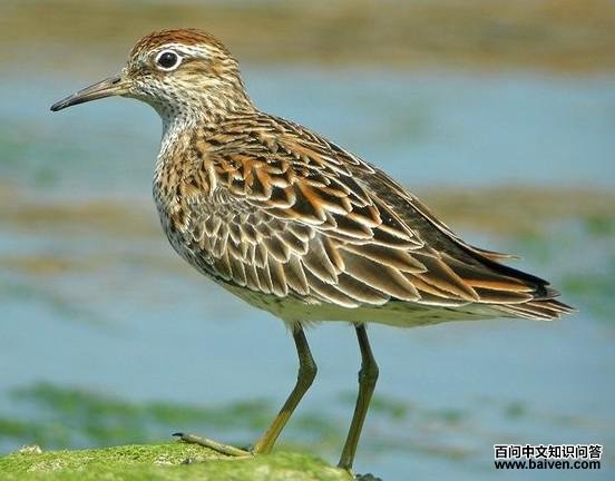 ��β���֣���ֳ��