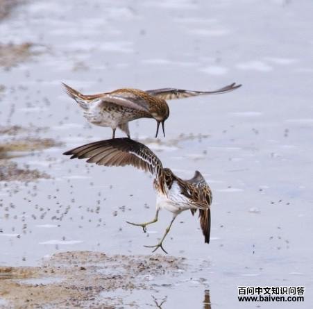 ��β����