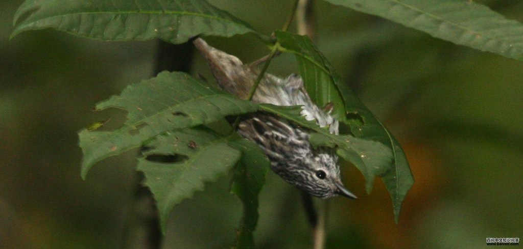 ��ͷ��ݺ��ͼƬ