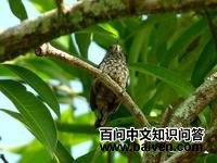 ��ͷ����ľ���ͼƬ