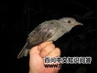 ����ɡ��