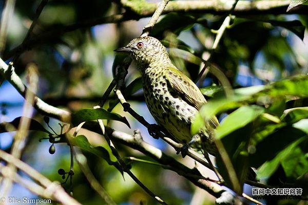 �����Ƶ�ͼƬ