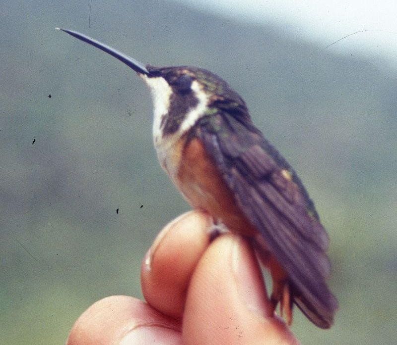 白腹林蜂鸟 白腹林蜂鸟的图片