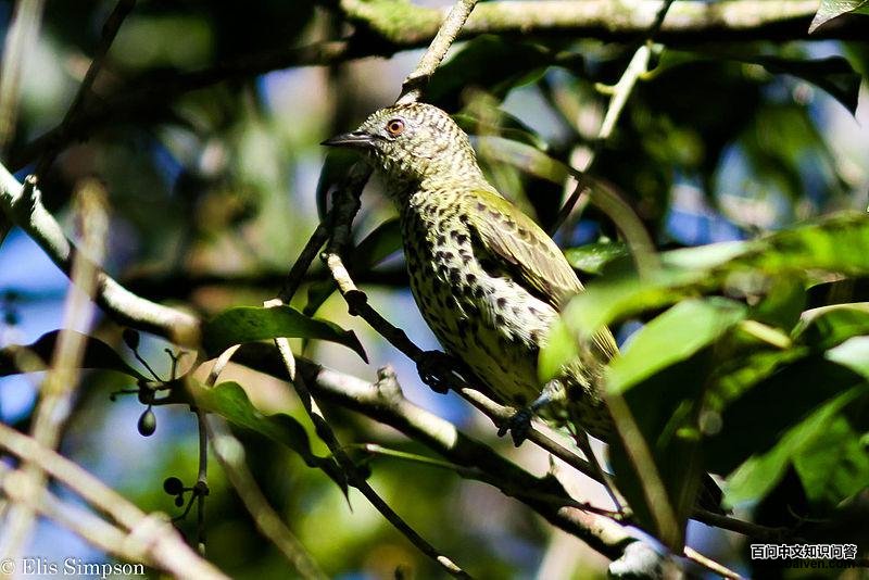 ������ͼƬ