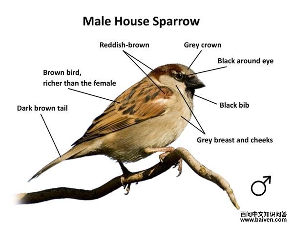 ����ȸ������������ɫ���ڣ���ɫ���ܣ���ɫ�°ͣ��Ժ�ͼ������ɫ��������ɫ���ȴ�����ɫ����պ��ز���ɫ��β������ɫ