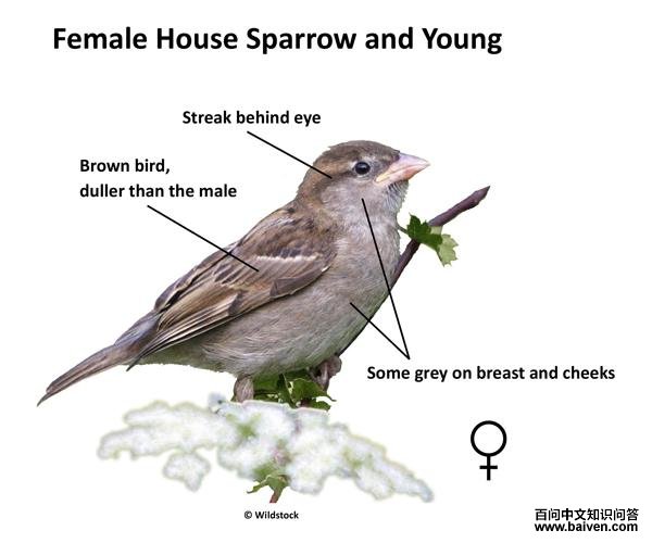 ����ȸ������ǳ����������ۺ�������ƣ�������ɫ����������ɫǳ�����պ��ز���һ����ɫ