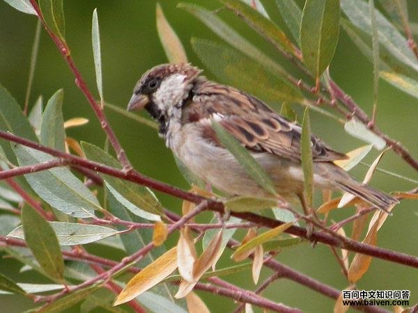 ����ȸ�����޺�ɫ����