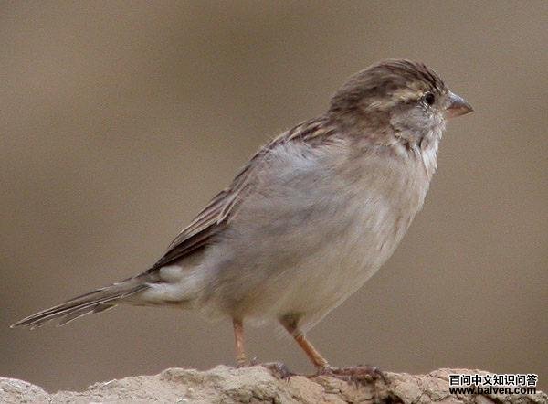 ����ȸ���񣬾߰�ɫü��