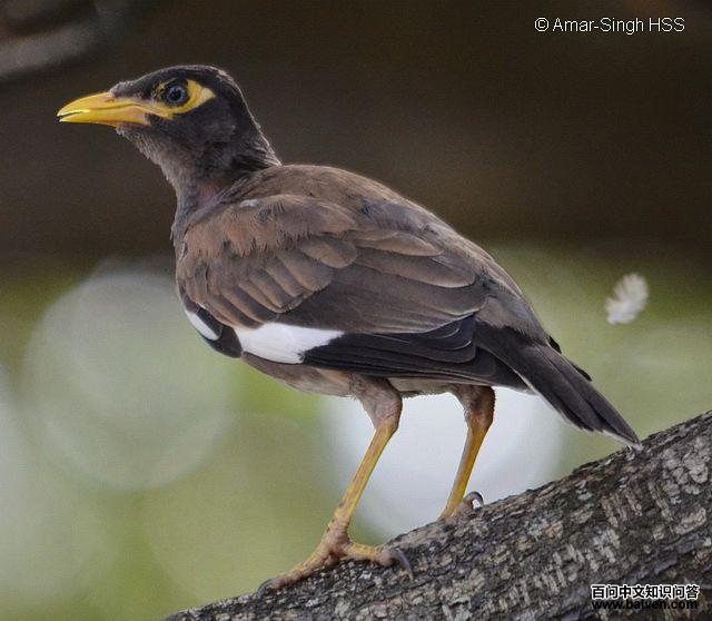 �Ұ˸磺����