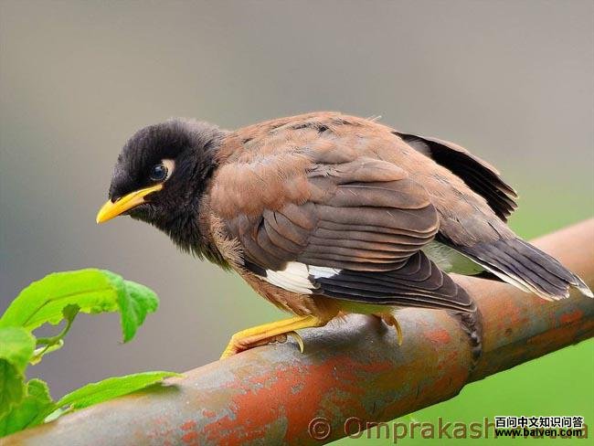 �Ұ˸磺�ǳ���