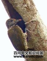 ������ľ��