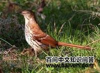 �������쳰�