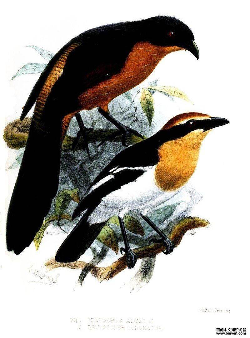 加蓬鸦鹃 加蓬鸦鹃的图片