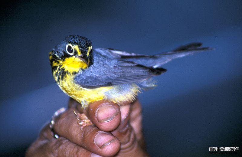 加拿大威森莺 加拿大威森莺的图片