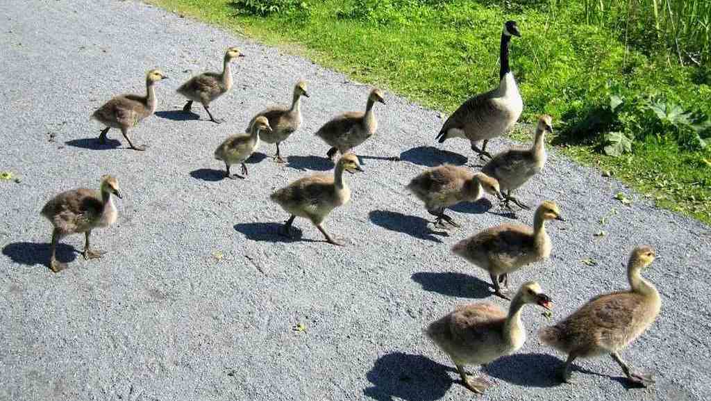 ���ô����