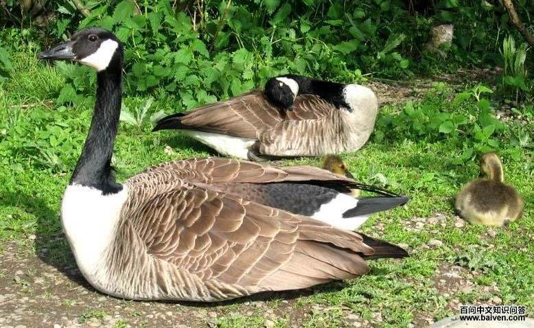 ���ô����