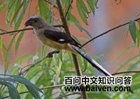 ����������ȵ