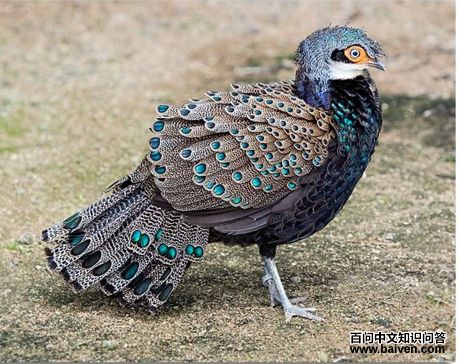 ����������ȸ����ͼƬ