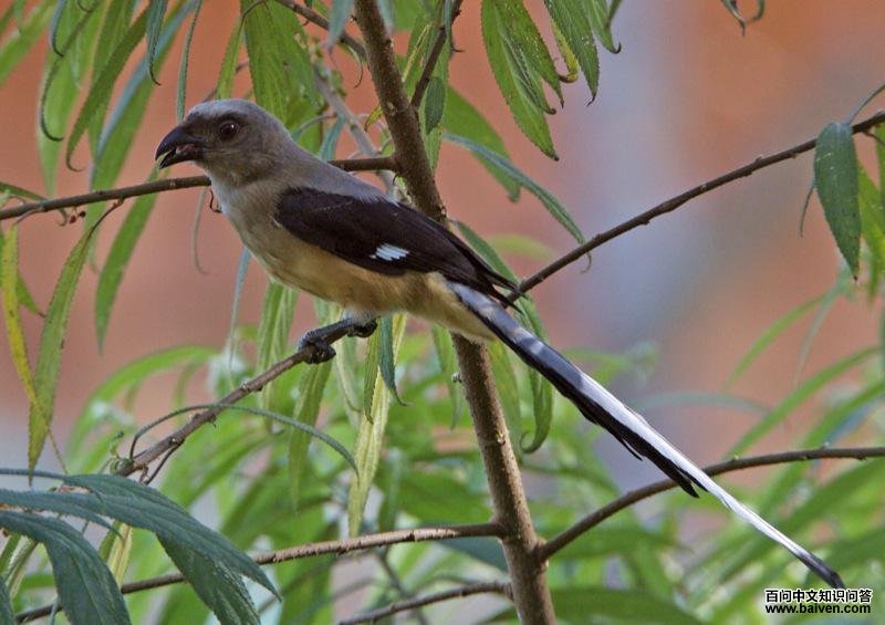 ����������ȵ��ͼƬ