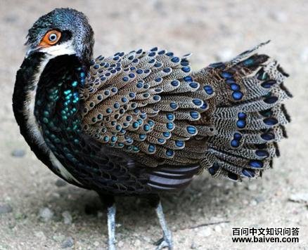 ����������ȸ��