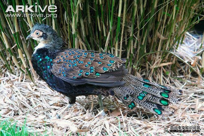 ����������ȸ��