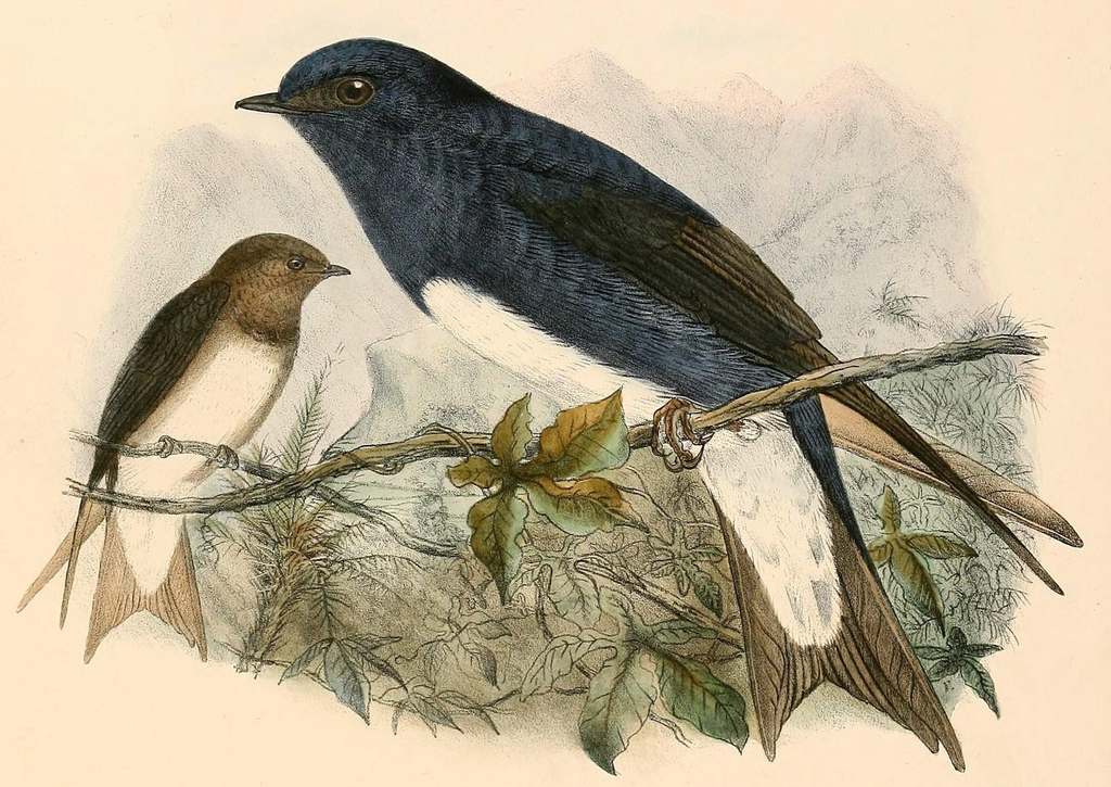 加勒比崖燕 加勒比崖燕的图片