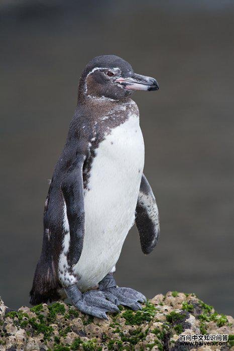 加岛企鹅 加岛企鹅的图片