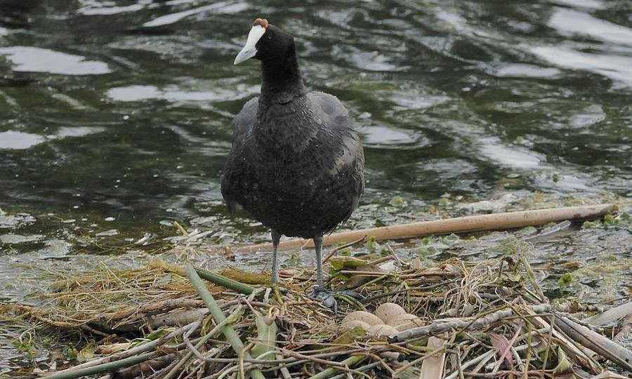 ���ձȹǶ���ͼƬ