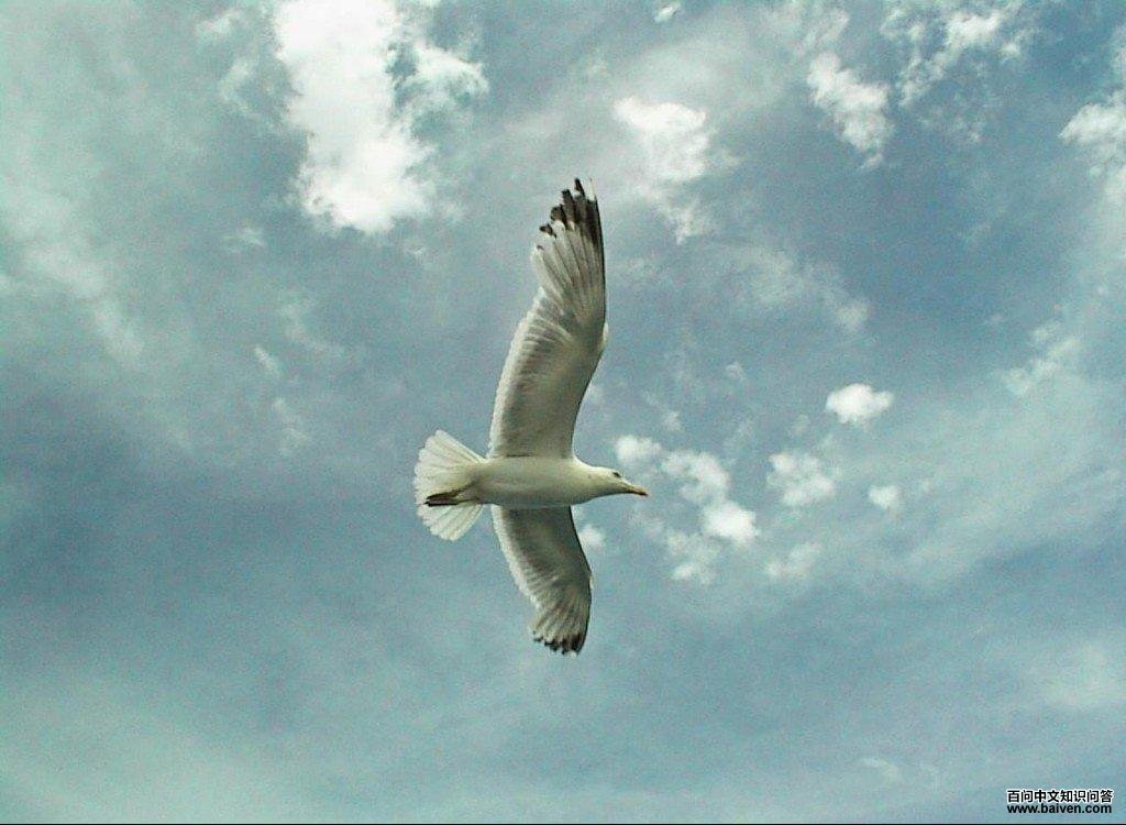 �ӵ�������