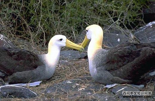 �ӵ�������