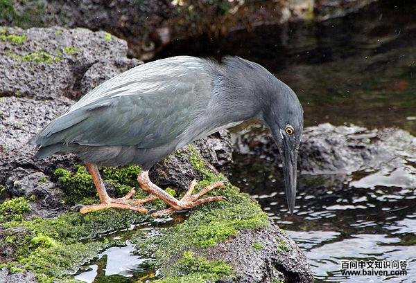 加岛绿鹭 加岛绿鹭的图片