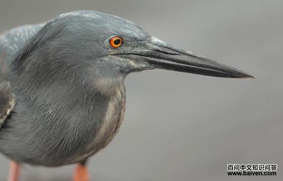 �ӵ�����