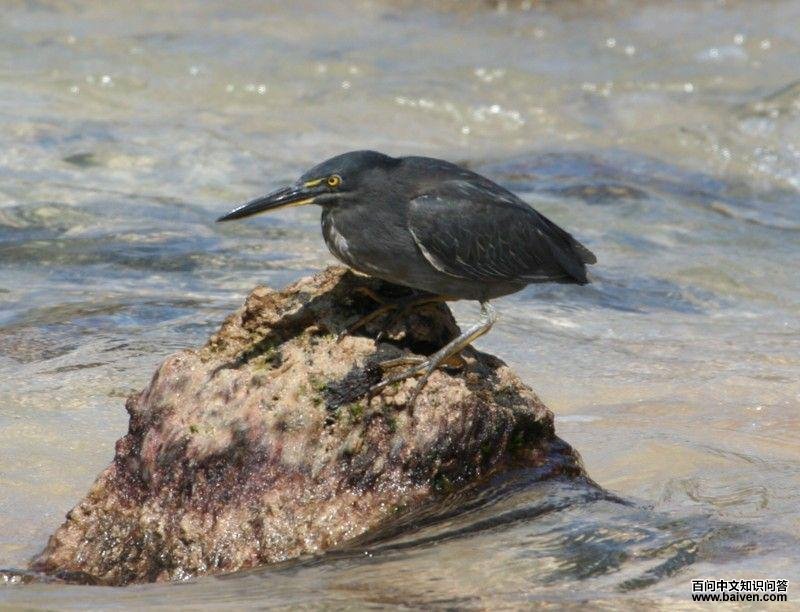 �ӵ�����