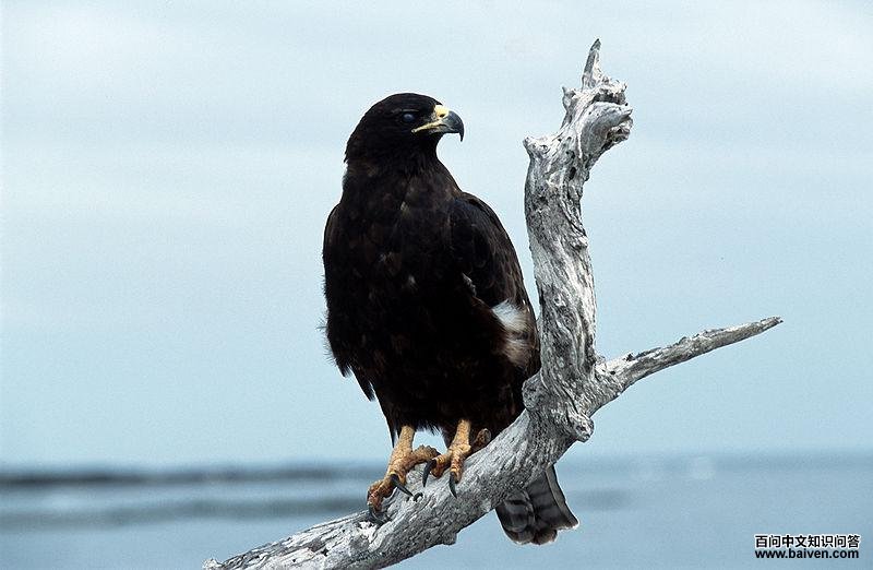 �ӵ��\��ͼƬ