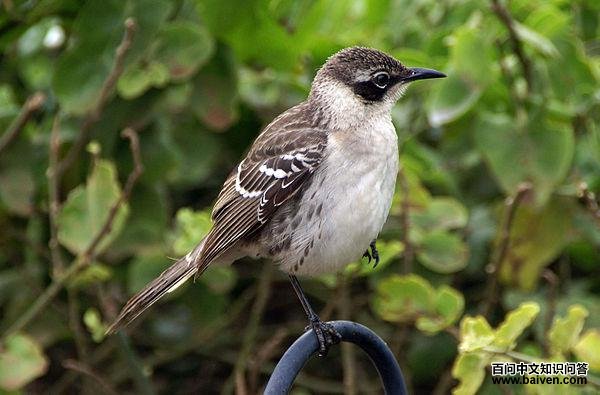 �ӵ�����ͼƬ