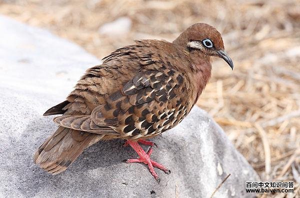 �ӵ������ͼƬ