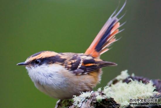 棘尾雷雀 棘尾雷雀的图片