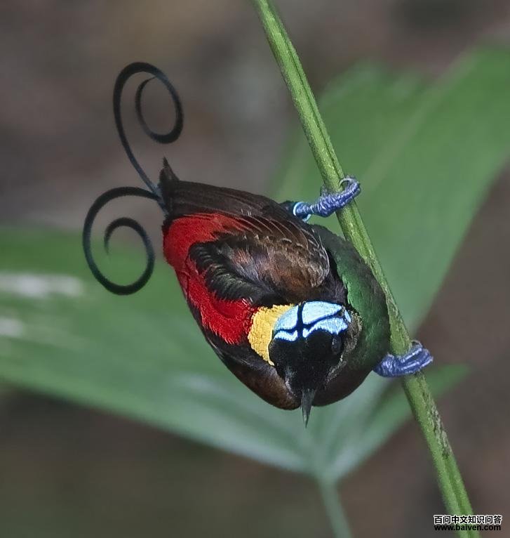 ������Ƶ�ͼƬ