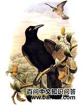 �ֳἫ������